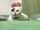 ごーご