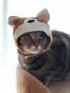 AccOちん