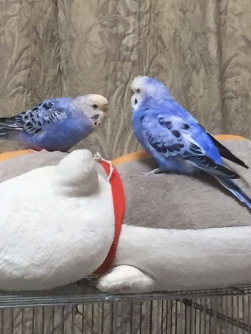 ざわざわ森のざわっち