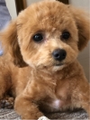 miko