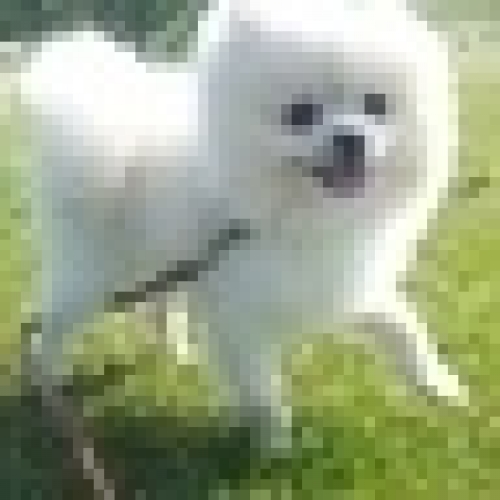 くさののの