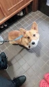 こつ
