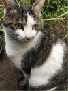 kiko