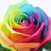 Rainbow Roseの花言葉