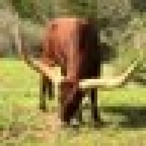 ちのぷる