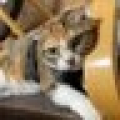 くま