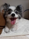 ピッコロ