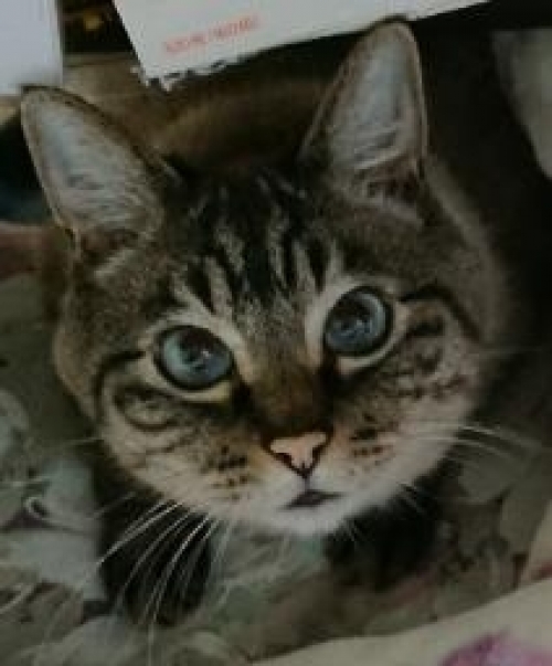 渚トヲル
