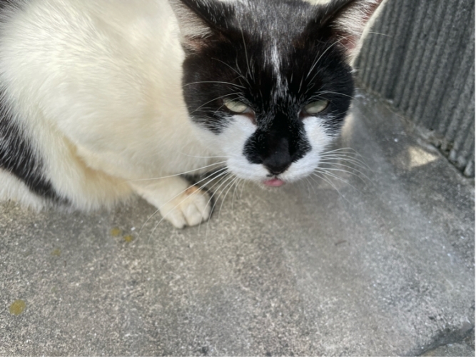 mimi