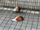 ユーザー