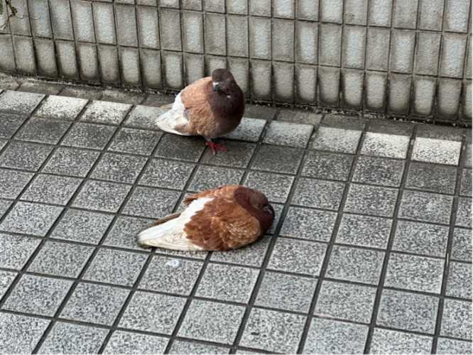 ユーザー