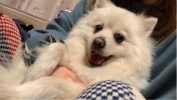 さまよえる蒼い団子