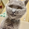 ま木