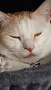 ゆか