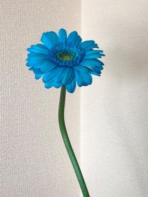 はっさく