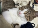 けけけけ