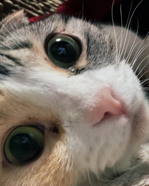 猫ゆうじ