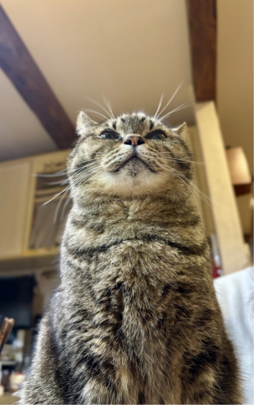ねこ