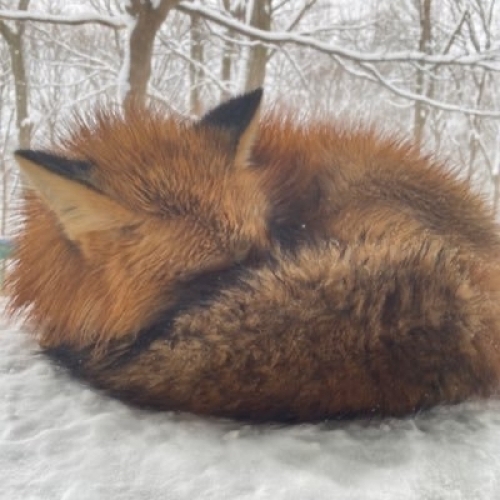 さいおうぶ