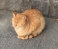 あでのしん