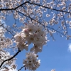 はる