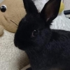 かおる