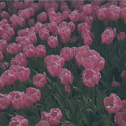 （コ）
