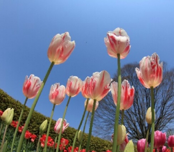 Tulip_tulip